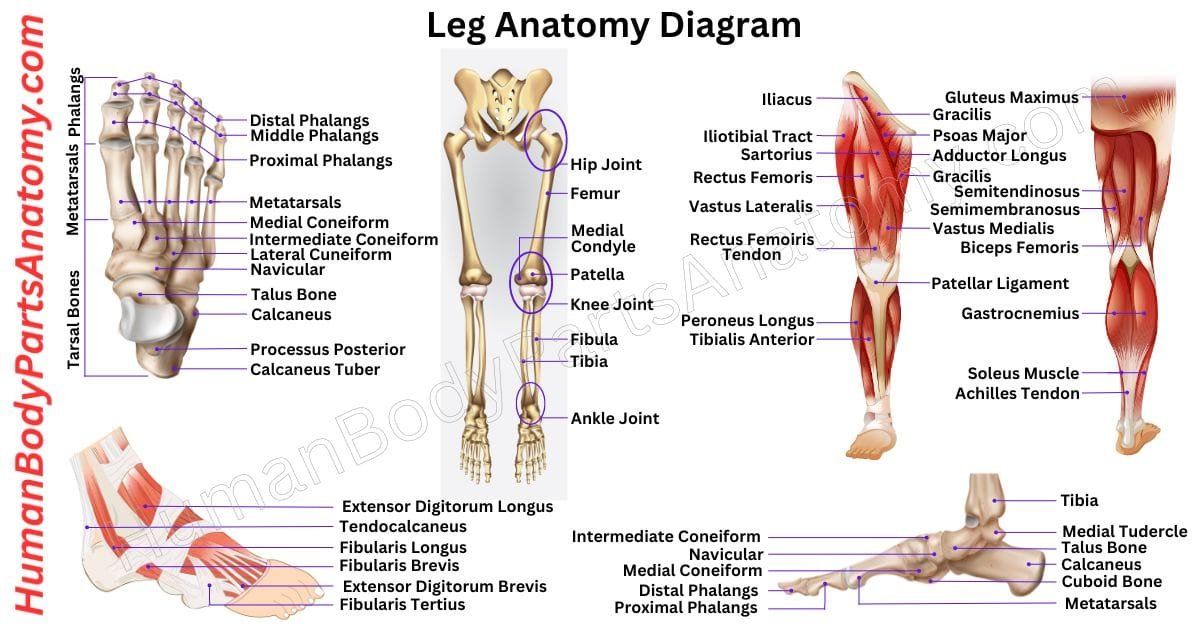 Exploring the Lower Limb: Topography and Muscle Arrangement